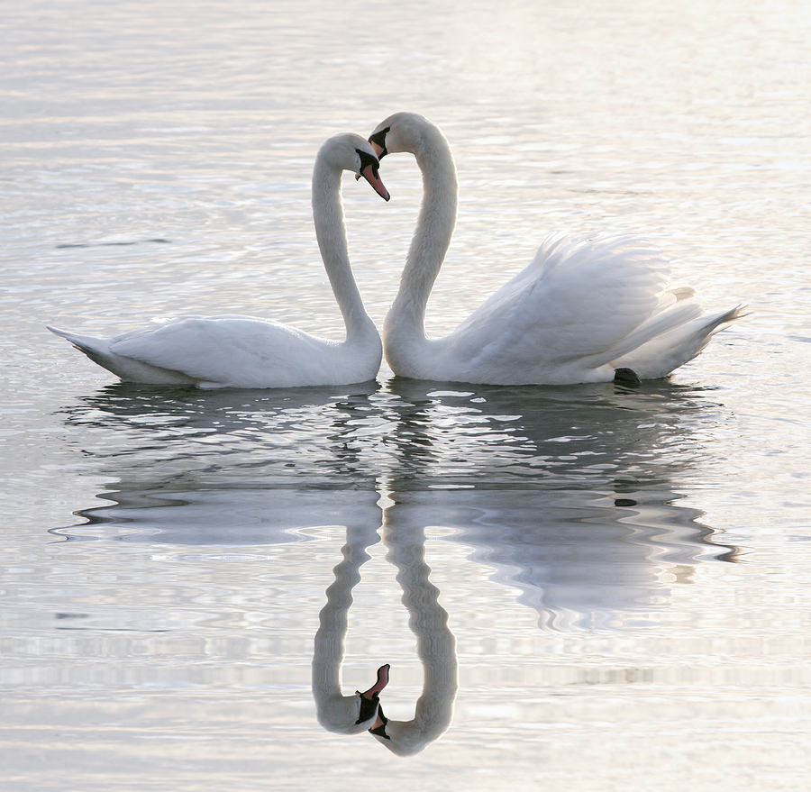 Swans