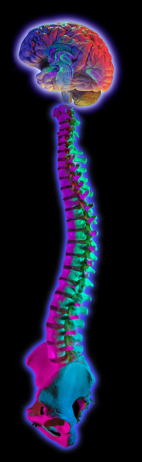Spinal Cord Image