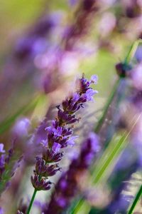 bigstock-Lavender-flowers-herbs-in-the-44212663