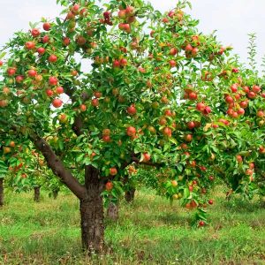 bigstock-Red-apples-on-apple-tree-branc-27164783