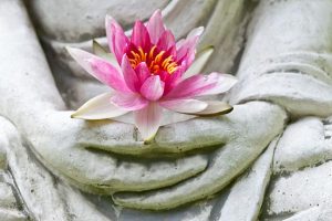 bigstock-Buddha-hands-holding-flower-47788762