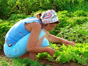 bigstock-Cropping-Lettuce-5330015